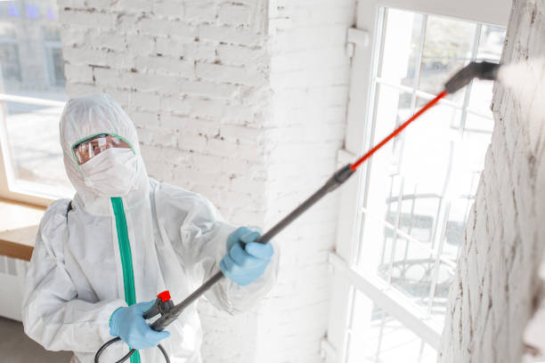 Environmental Consulting for Mold Prevention in Houston, AK