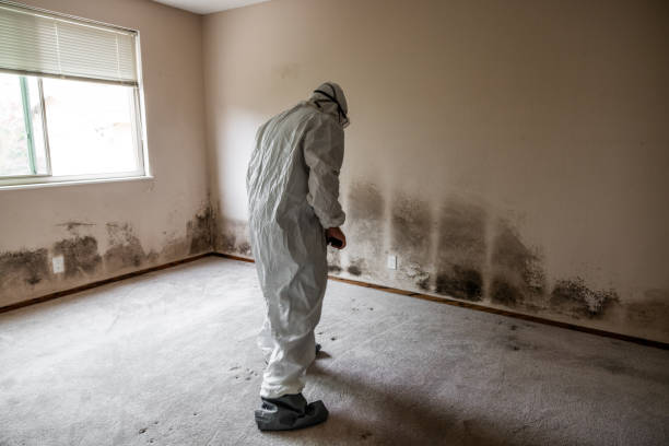 Best Environmental Consulting for Mold Prevention  in Houston, AK